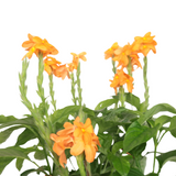 Crossandra (Firecracker Flower)
