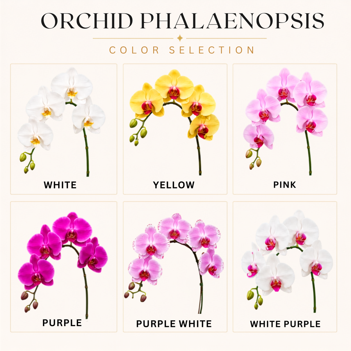 Heavenly Garden (3 Single Stem) - Orchid Phalaenopsis