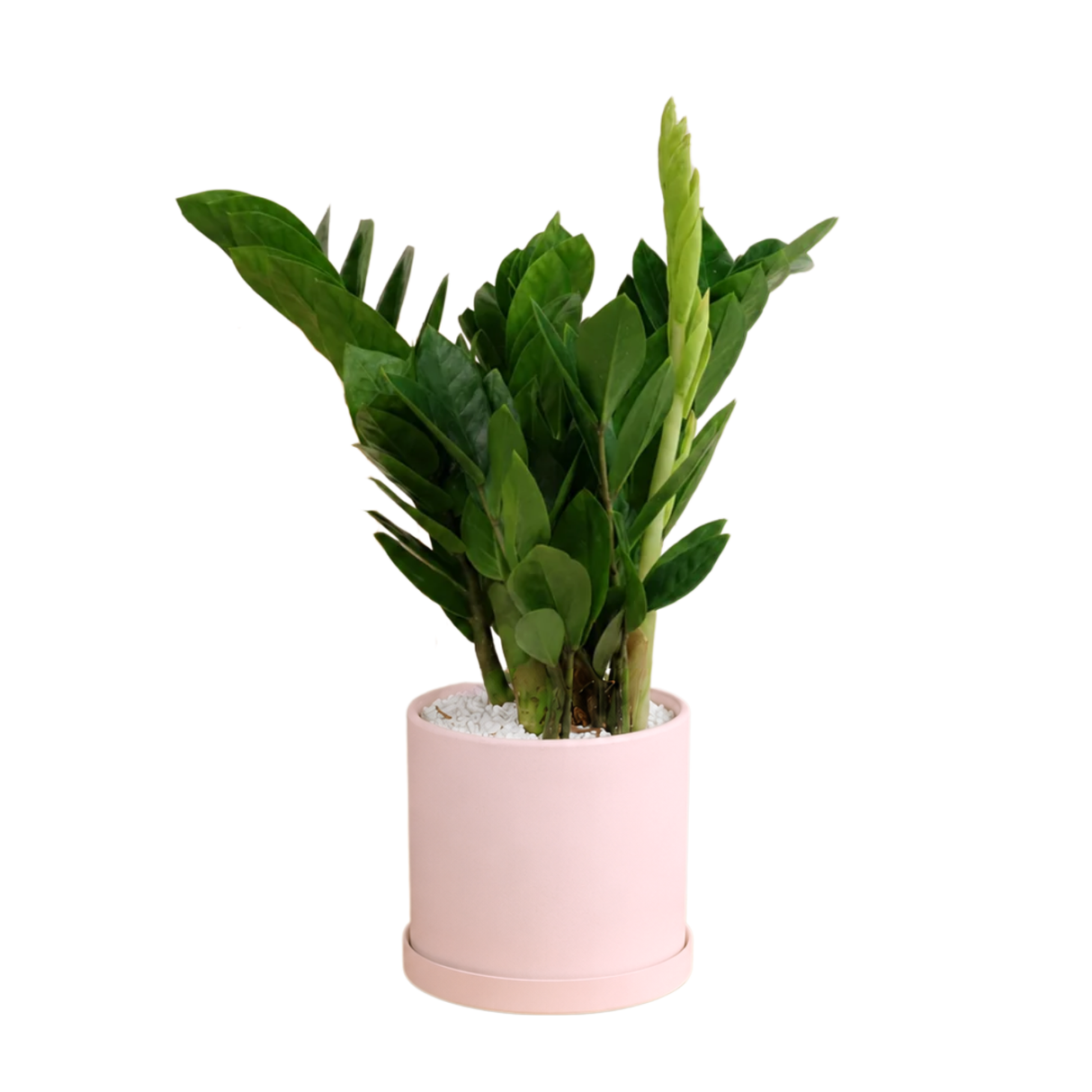 Zamioculcas Zamiifolia (ZZ Plant 金钱树) in Ceramic Pot (35cm)