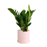 Zamioculcas Zamiifolia (ZZ Plant 金钱树) in Ceramic Pot (35cm)