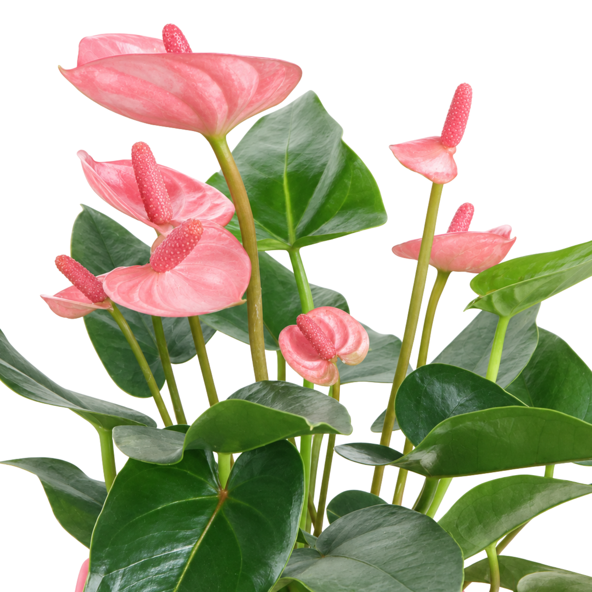 Anthurium in Self-Watering Pot