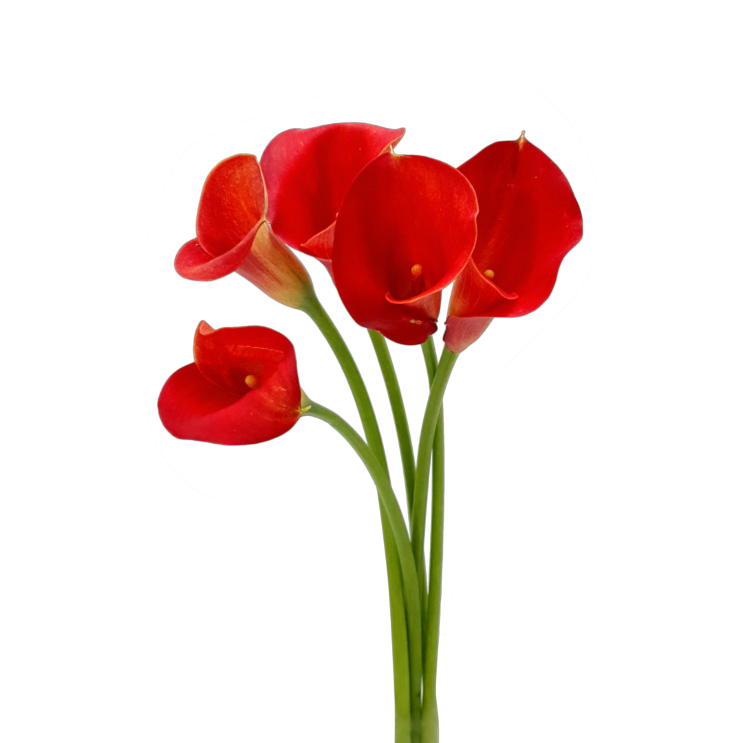 Calla Lily (Holland)