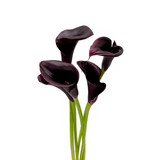 Calla Lily (Holland)