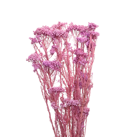 Preserved - Rice flower