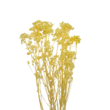 Preserved - Rice flower