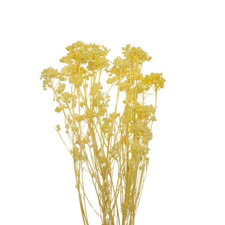 Preserved - Rice flower