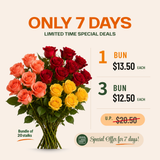 Rose (Malaysia) *Promotion*