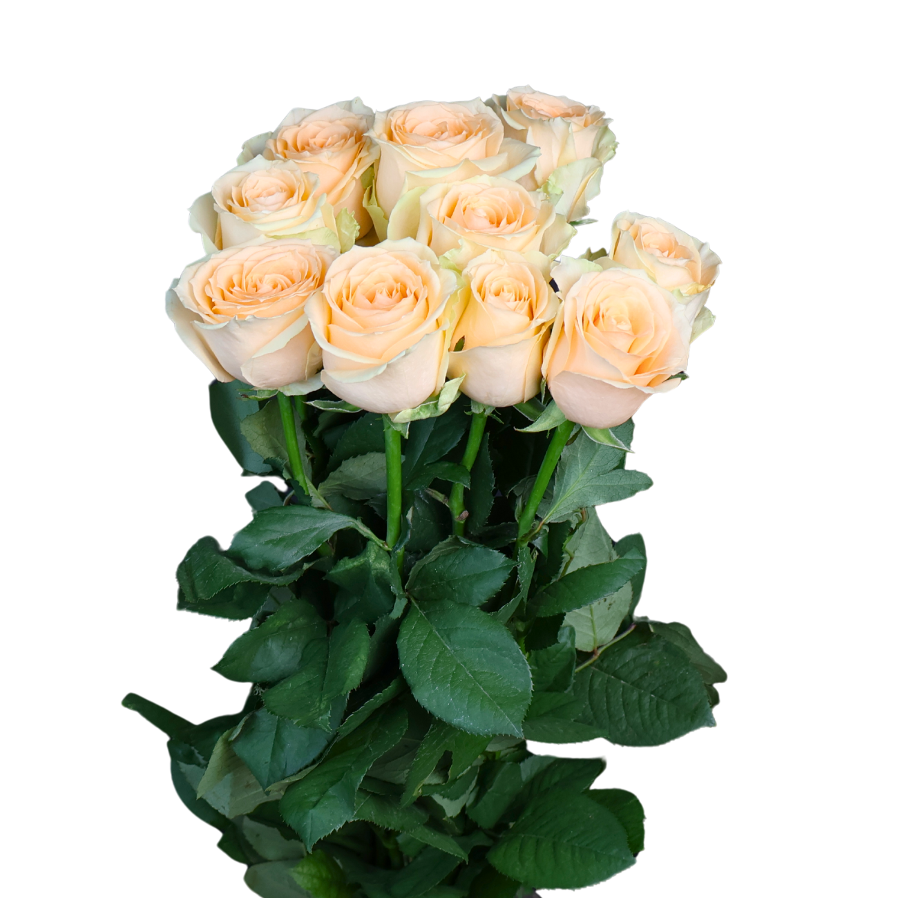 Sand Color Fresh Roses Rose China Color | Fresh Flowers | Ji Mei Flower