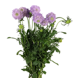 Scabiosa (China)