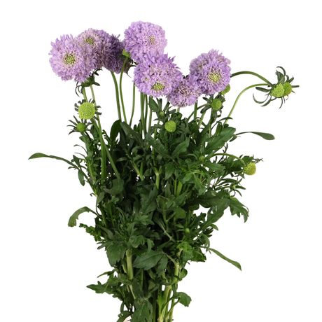 Scabiosa (China)