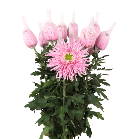 Chrysanthemum Net (Malaysia)