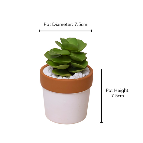 Mini Succulent Gift (Set of 2)