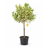 Lemon Tree Variegated