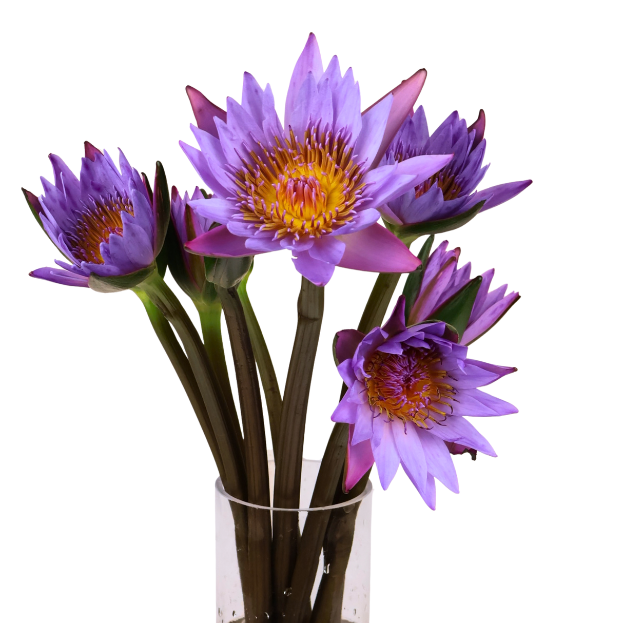 Nymphea Water Lily (China)