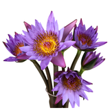 Nymphea Water Lily (China)