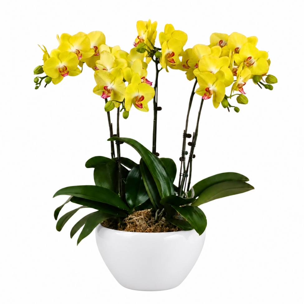 Muse Majesty (5 Single Stalk) - Orchid Phalaenopsis