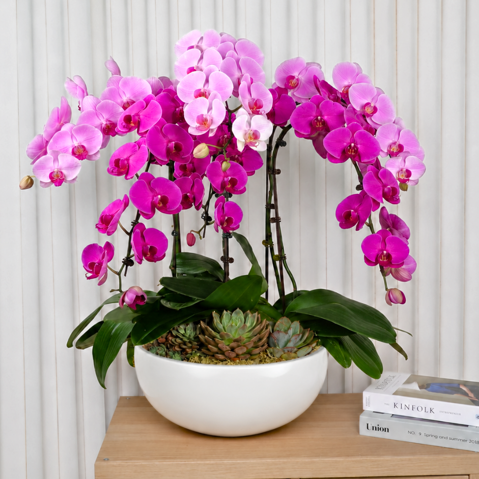 Grace Splendor (6 Single Stalk) - Orchid Phalaenopsis