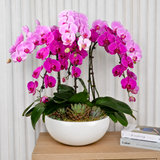 Grace Splendor (6 Single Stalk) - Orchid Phalaenopsis