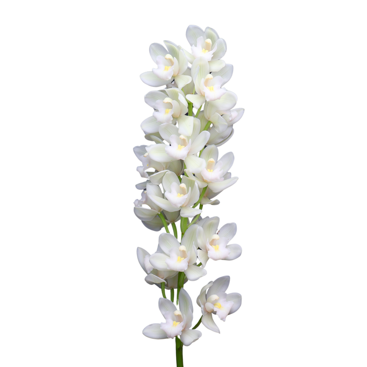 Cymbidium Mini (New Zealand)