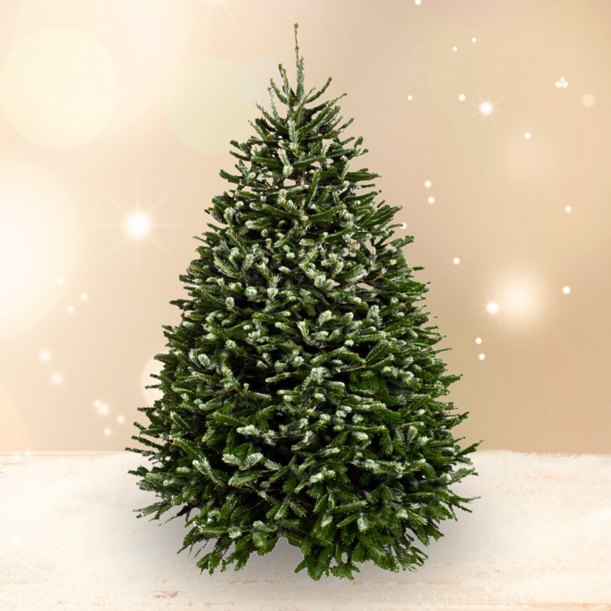 Nordmann Fir Christmas Tree 5-6FT (USA No.1 Grade)