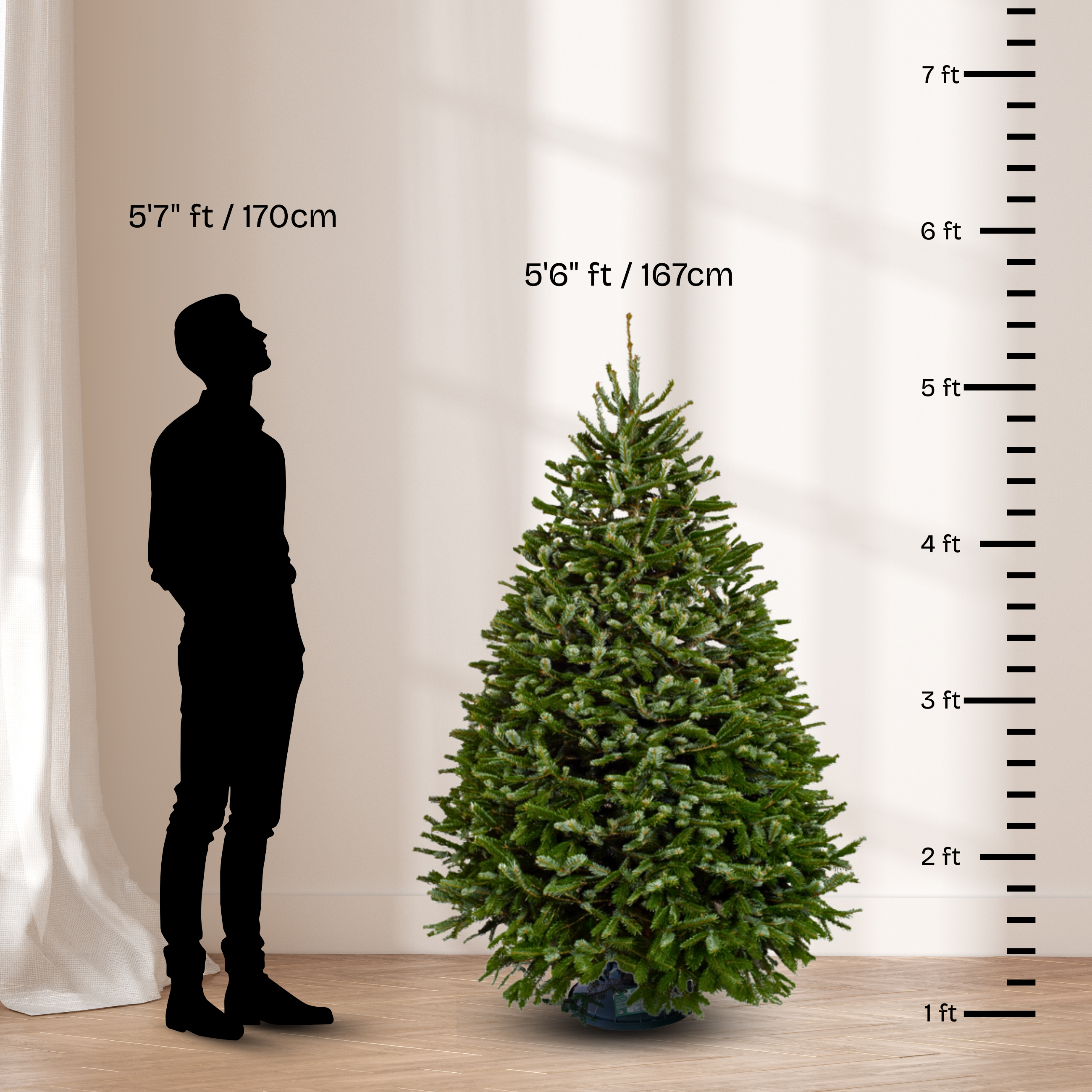 JM Flower Nordmann Fir Christmas Tree - Thumbnail 4