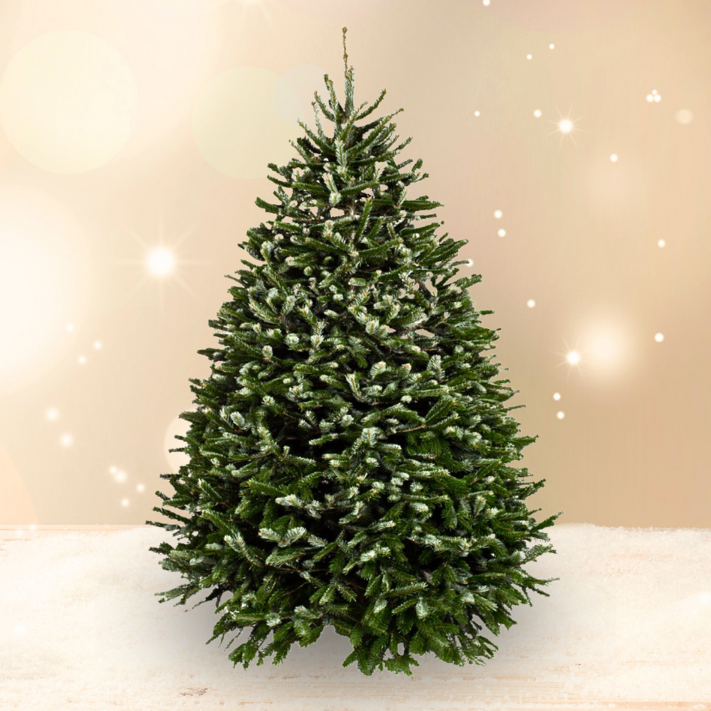 Christmas Trees: Fresh & Real, Large, Small & Mini | JM Flower