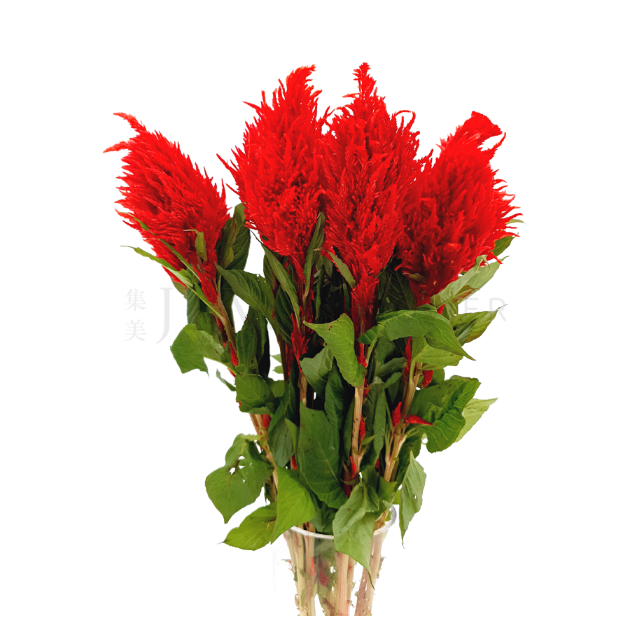 Celosia Red Tail (Taiwan)