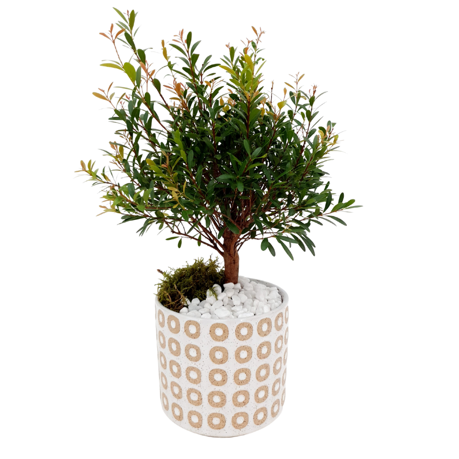 Buxus Bonsai (Repotted)