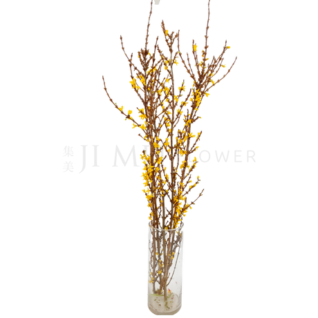 Forsythia 迎春花 150cm