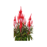 Celosia 凤尾 Single Color (Red)