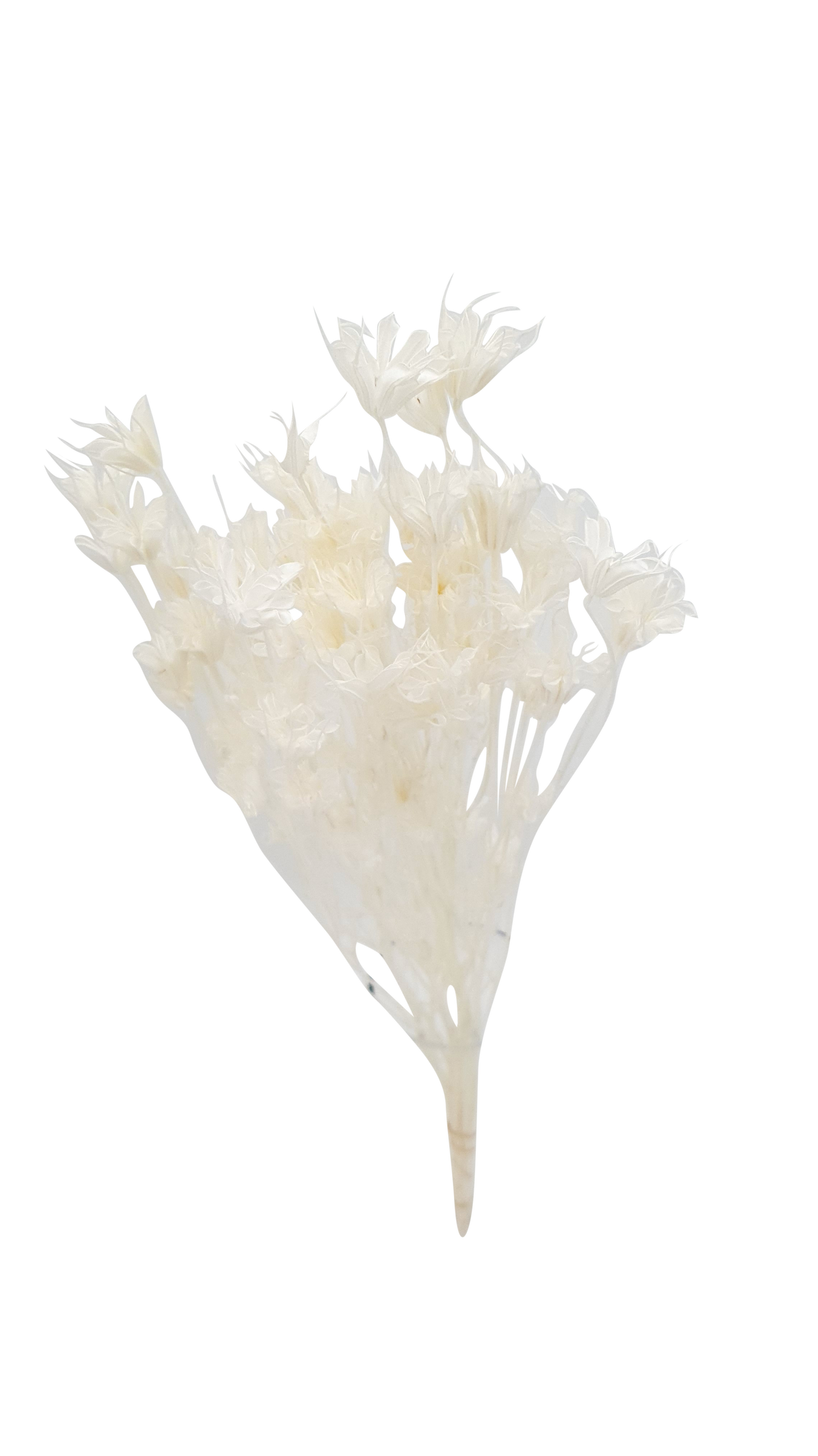Dry-Star Anise flower/bun
