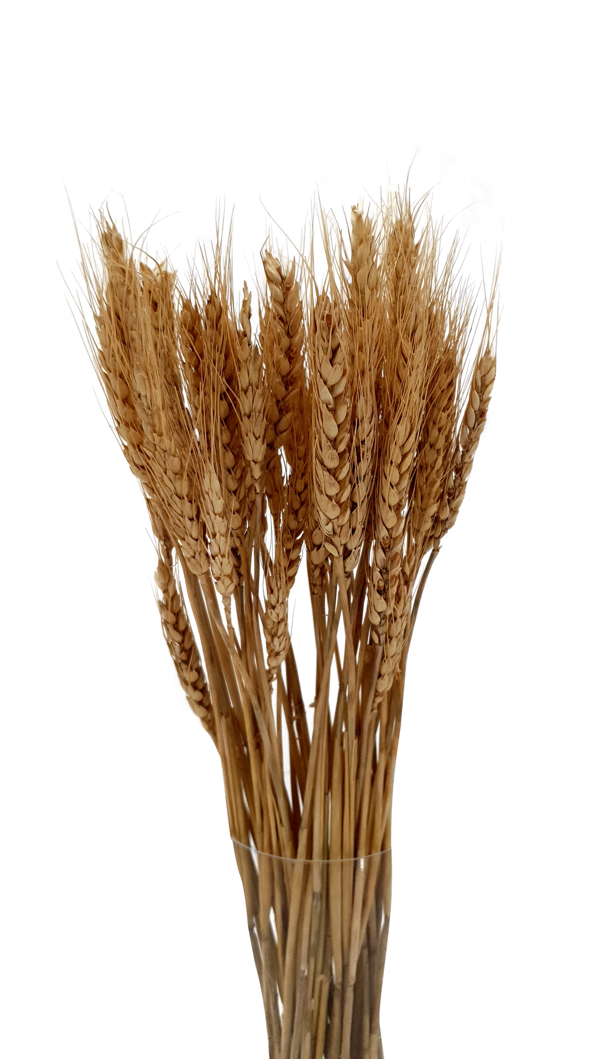 Dry- Wheat