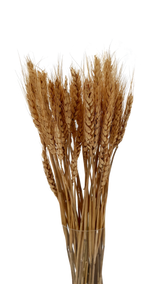 Dry- Wheat