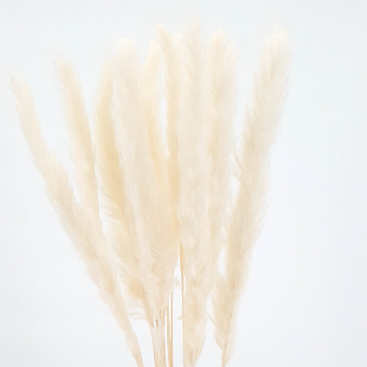 Dry - Small Reed/bun