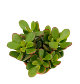 Crassula (Assorted Plant)