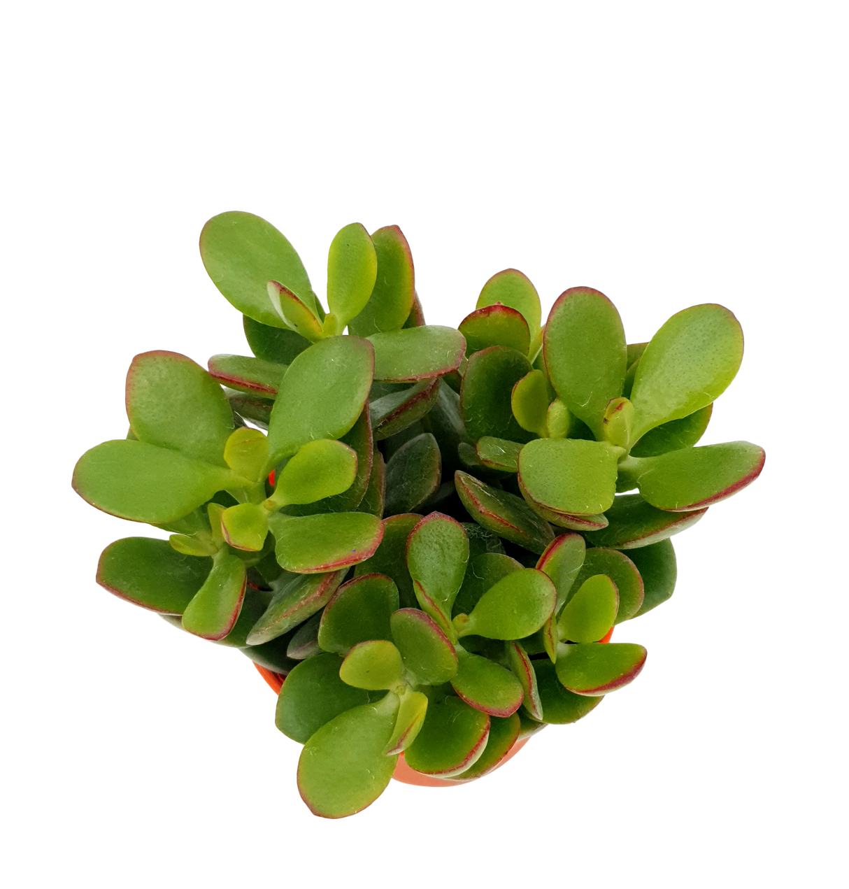 Crassula Mini Plant 8.5cm Pot