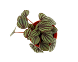 Peperomia Albovittata
