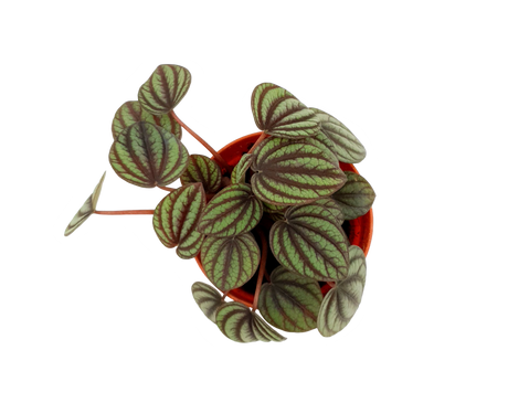 Peperomia Albovittata