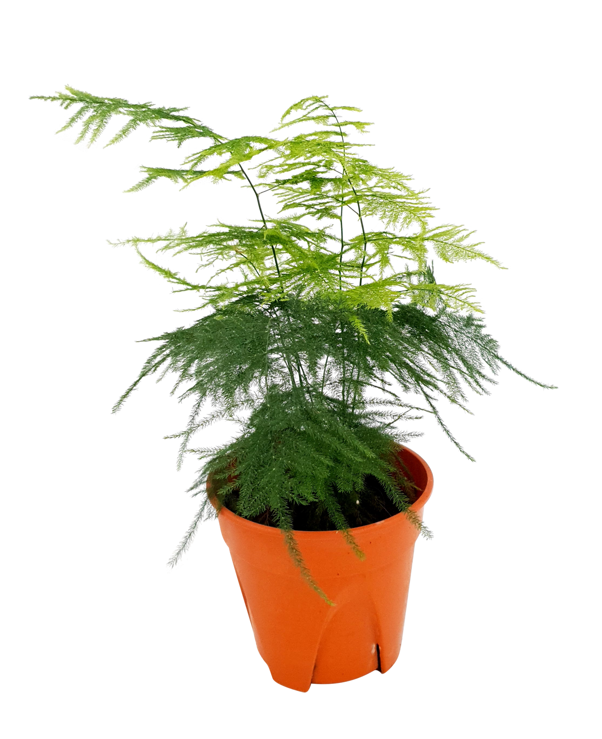 Asparagus Setaceus Plant 15cm Pot