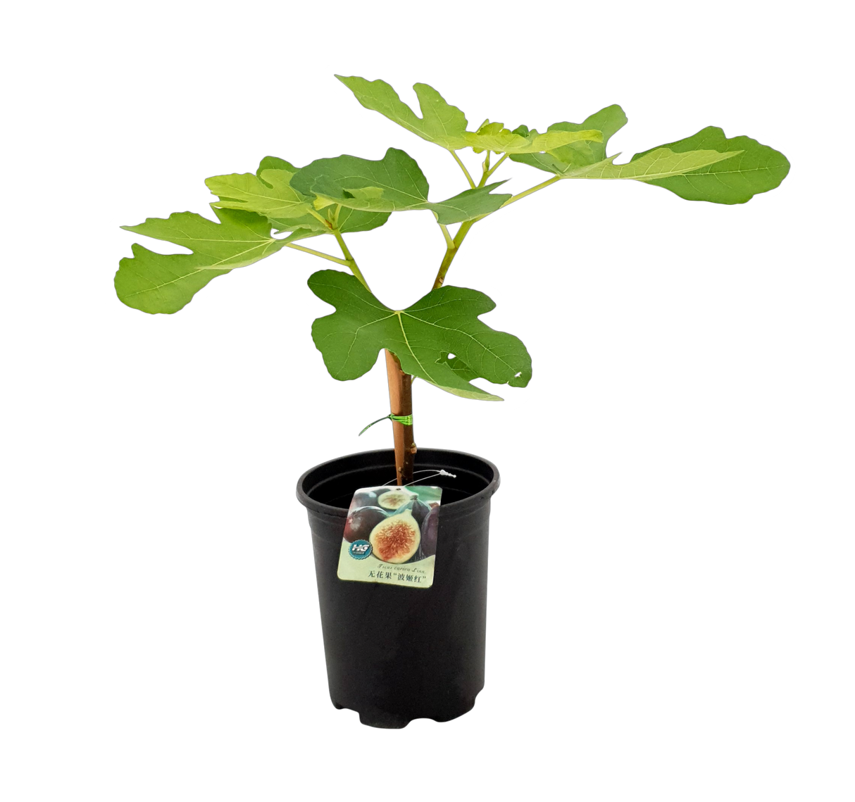 Ficus Carica (Common fig)