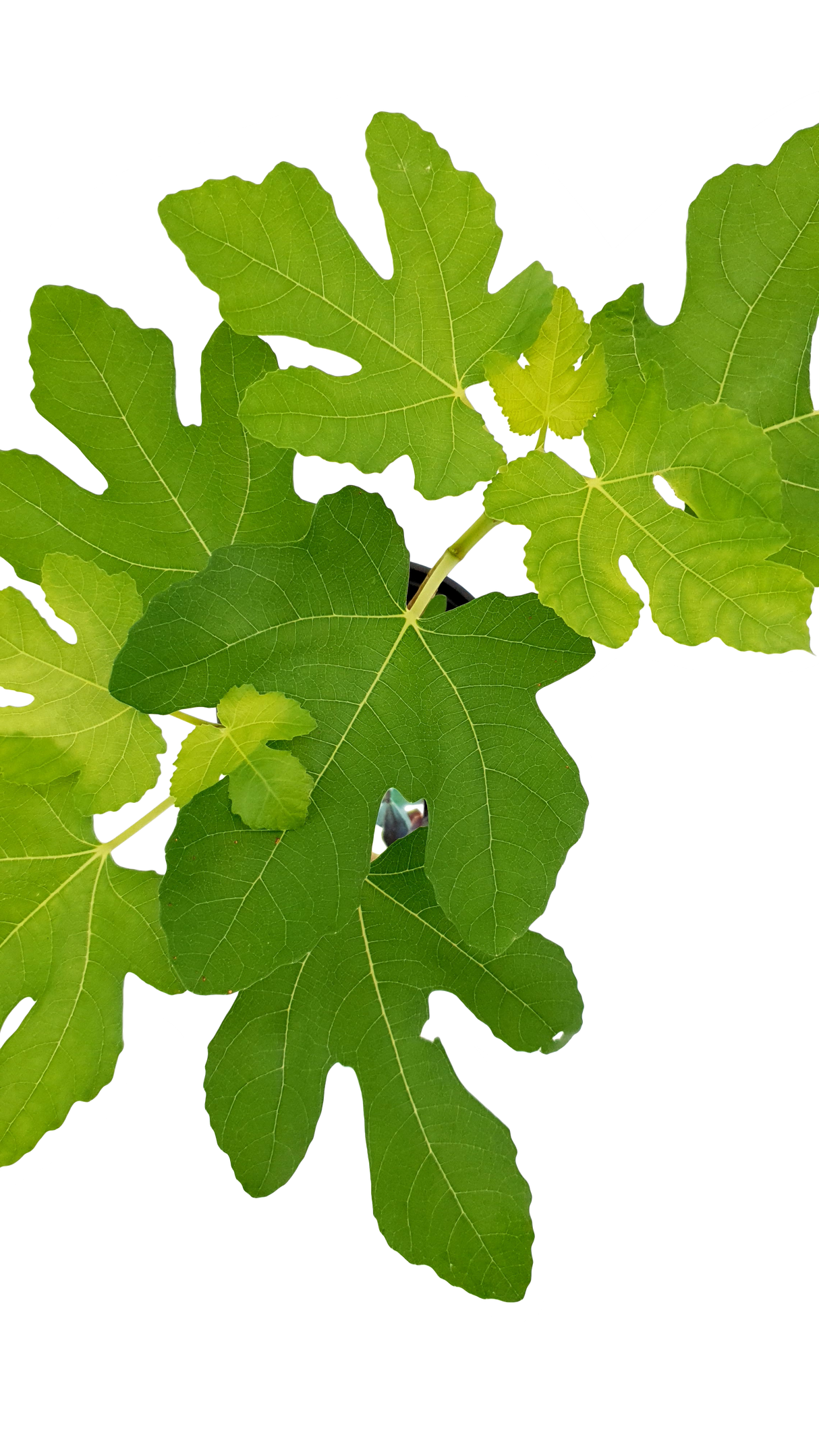 Ficus Carica (Common fig)