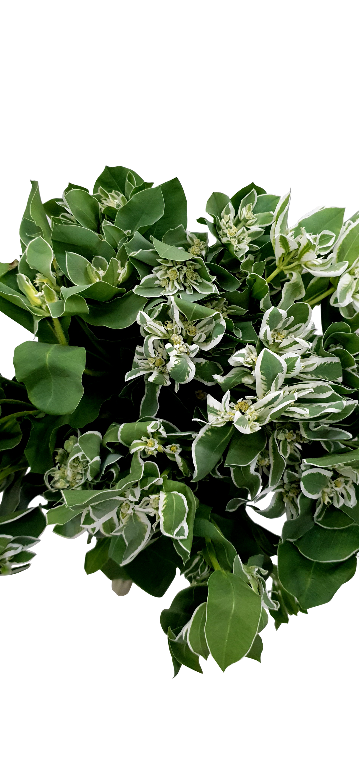 Euphorbia Marginata (China)
