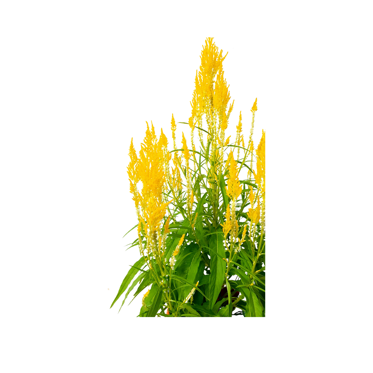 Celosia 凤尾 Single Color (Yellow)