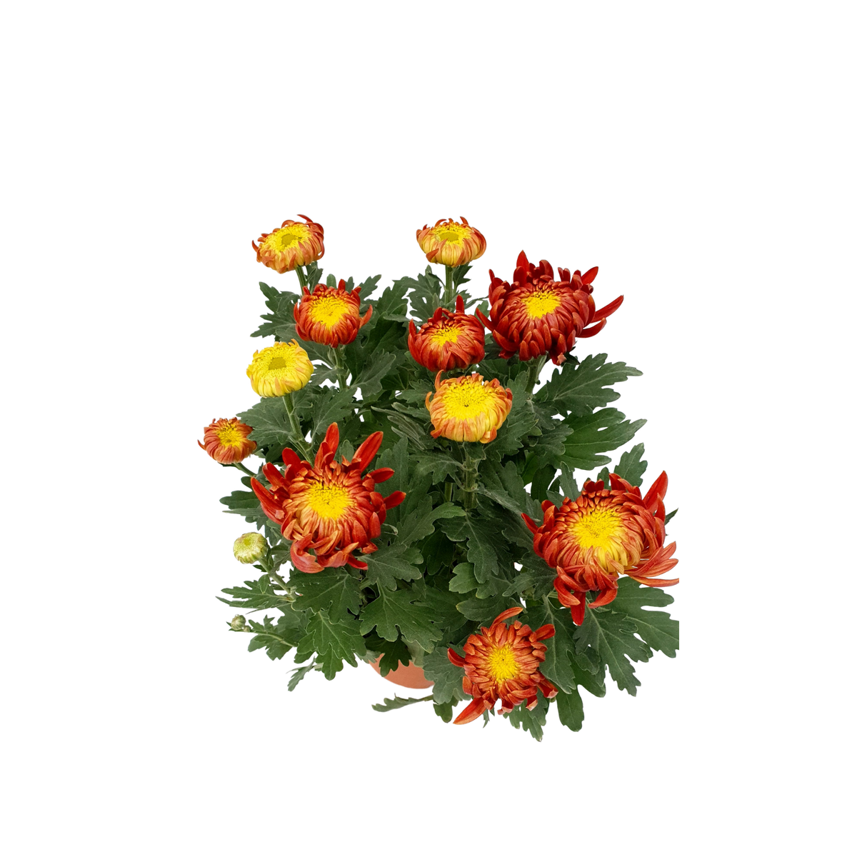 Chrysanthemum (Small)