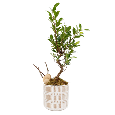 Ficus Retusa Bonsai (Unpotted)