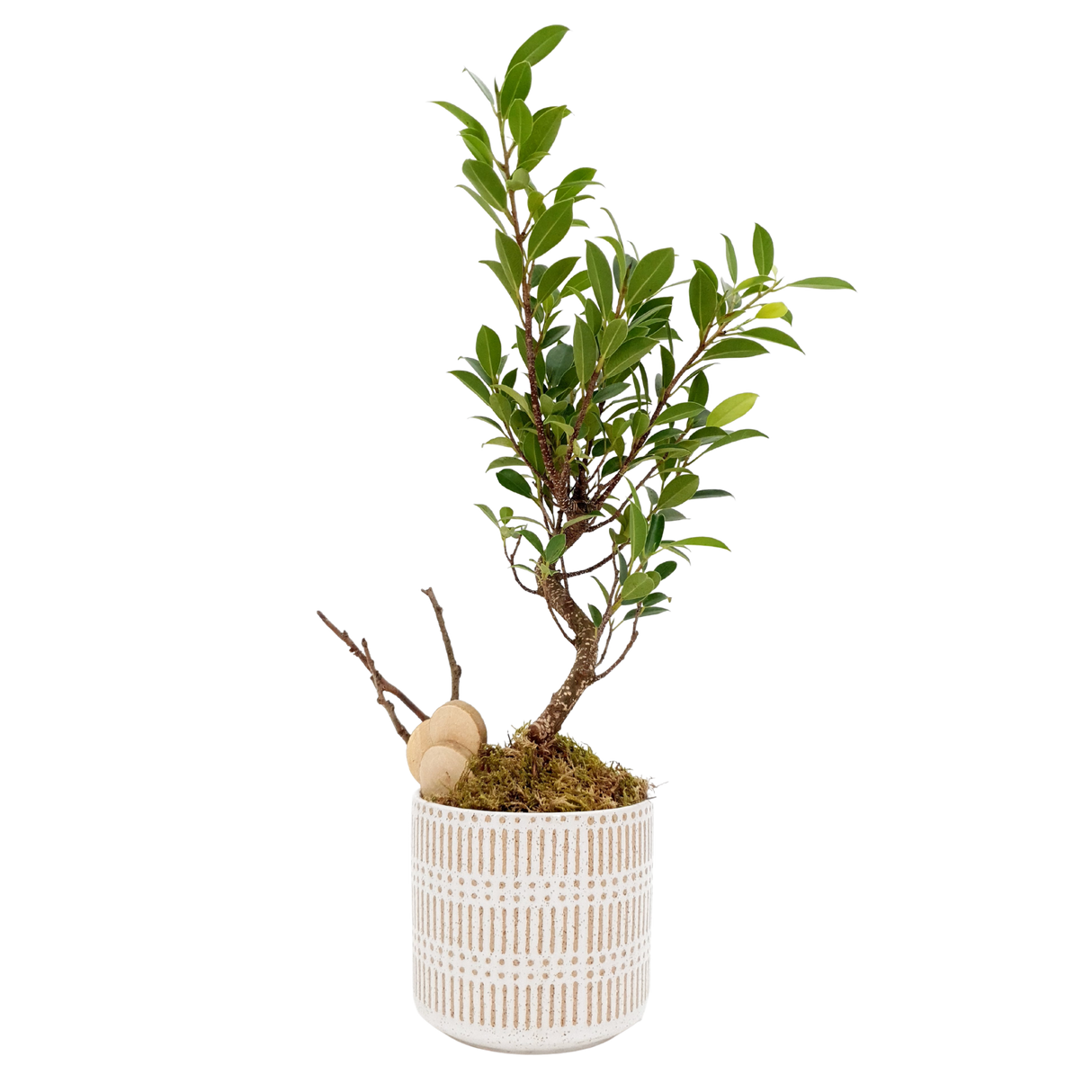 Ficus Retusa Bonsai (Repotted)