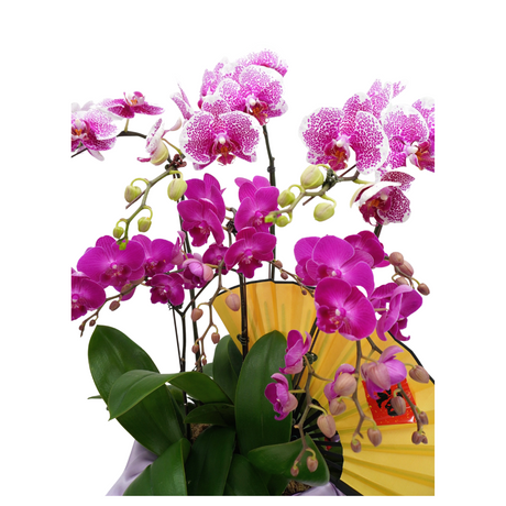 flush-jewel Phalaenopsis Plant Arrangement Singapore