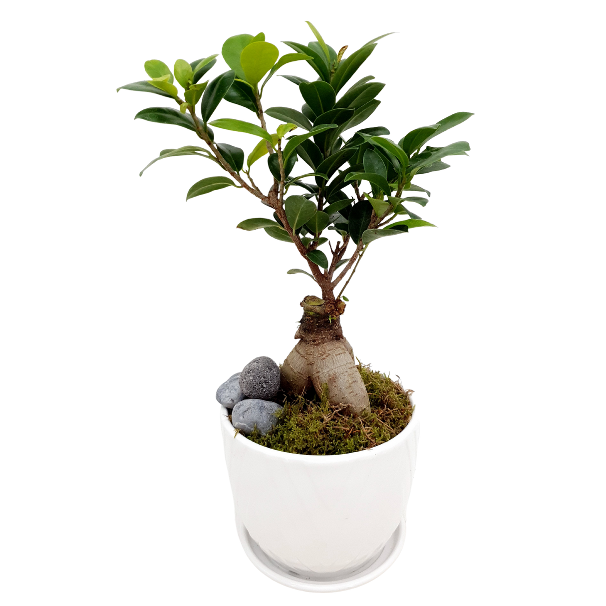 Ficus Micropora Bonsai (Repotted)