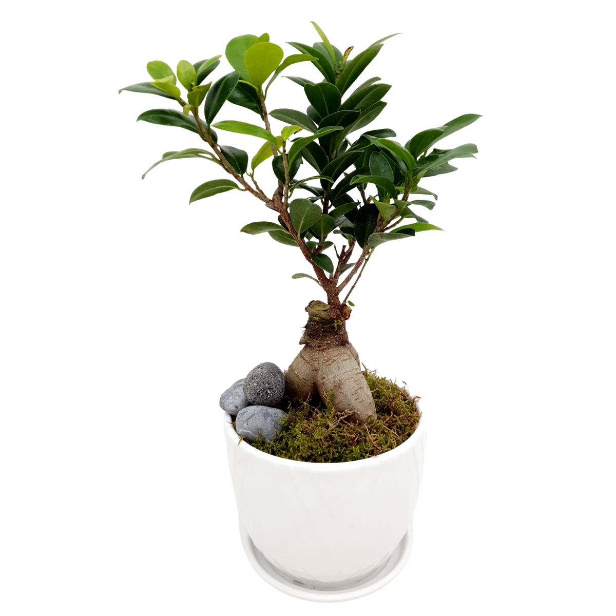 盆栽 FM.3110.51 Bonsai & Kokedama Plants | Bonsai Tree for Sale | JM Flower
