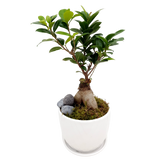 Assorted houseplants in flowerpot.